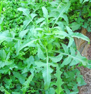 hot spicy mustard weeds and greens